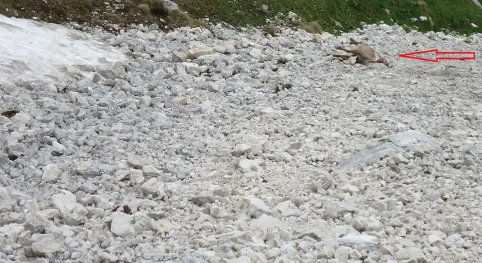 A dead alpine goat killed by a rock.