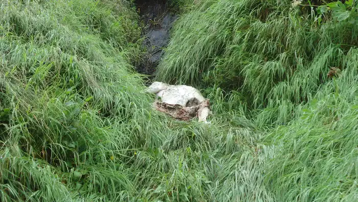 A dead animal in a water stream.