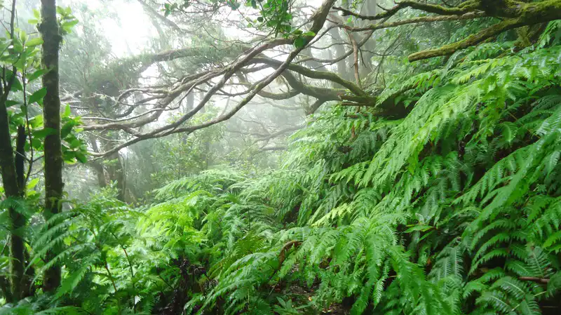 Anaga rain forest on Tenerife island.