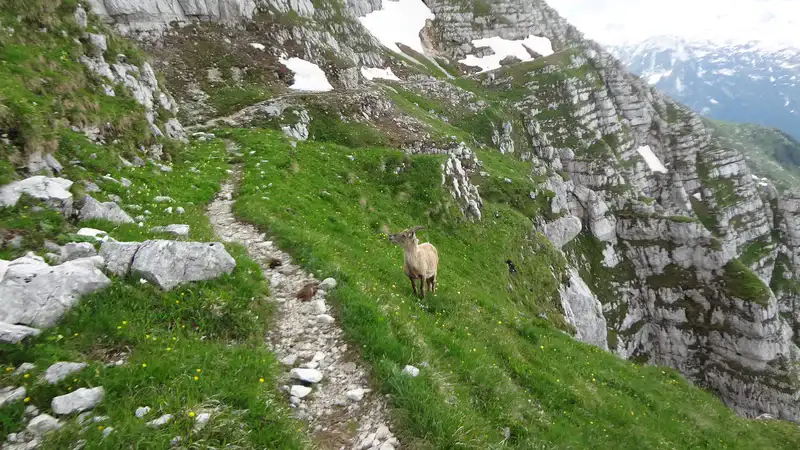 A pleasant path from my tour in Julian Alps, Italy. Yes this is a wild goat.