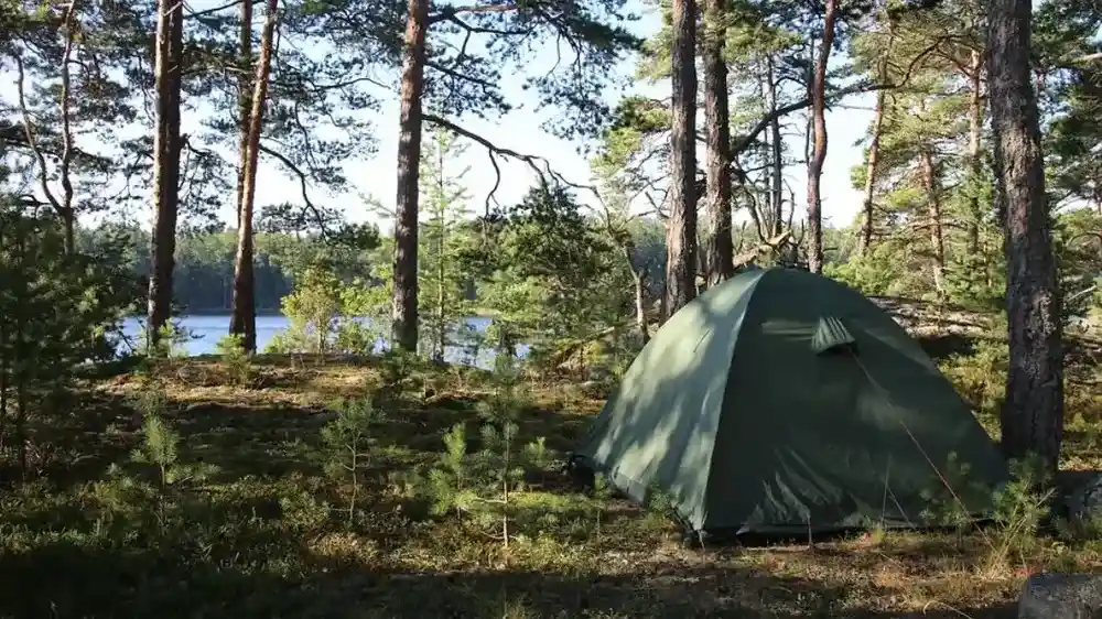 Wild camping in the forest.