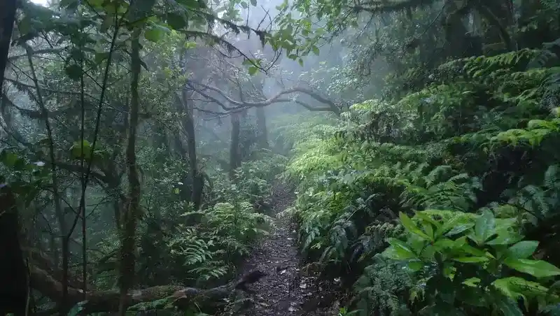 Rain forest on Tenerife island, the mist is in fact the cloud.