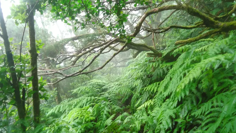 Rain forest Pijaral in the cloud, Tenerife.